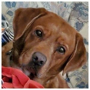 Meet your Posher, Carolyn